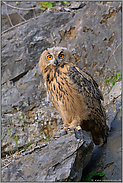 wache Augen... Europäischer Uhu *Bubo bubo*