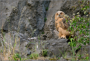 Jungvogel... Europäischer Uhu *Bubo bubo*