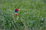 dieser Blick... Jagdfasan *Phasianus colchicus*