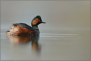 Windstille... Schwarzhalstaucher *Podiceps nigricollis*