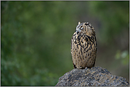 noch müde... Europäischer Uhu *Bubo bubo*