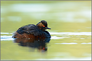 verborgen... Schwarzhalstaucher *Podiceps nigricollis*