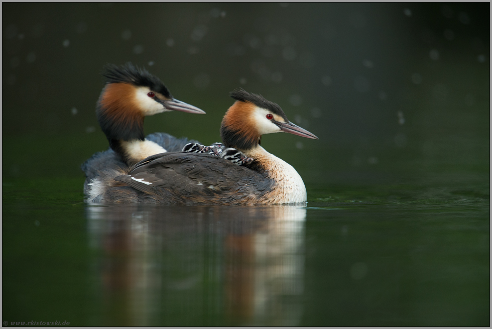 vierfacher Nachwuchs... Haubentaucher *Podiceps cristatus*