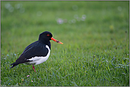 frühmorgens... Austernfischer *Haematopus ostralegus*