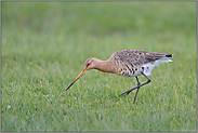 bei der Nahrungssuche... Uferschnepfe *Limosa limosa*