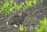 erwischt... Wildkaninchen *Oryctolagus cuniculus*