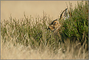 in der Sommerheide... Feldhase *Lepus europaeus*