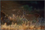 im richtigen Moment... Rehbock *Capreolus capreolus*