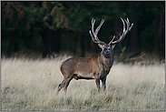 Orientierungsblick... Rothirsch *Cervus elaphus*