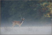 Damspiesser im Nebel... Damhirsch *Dama dama*