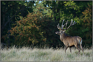 am Waldrand... Rothirsch *Cervus elaphus *