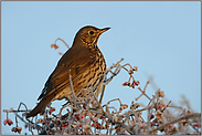 Überwinterungsversuch... Singdrossel *Turdus philomelos*