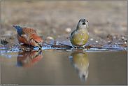 Wasserbedarf... Kiefernkreuzschnäbel *Loxia pytyopsittacus*