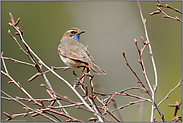 Blick über die Schulter...  Blaukehlchen *Luscinia svecica *