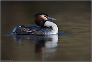 mit stolz geschwellter Brust... Haubentaucher *Podiceps cristatus*