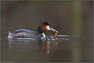 Feinschmecker... Haubentaucher *Podiceps cristatus*