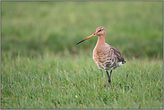 grazil... Uferschnepfe *Limosa limosa*