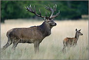 Vater und Sohn... Rothirsch *Cervus elaphus*