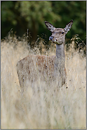 die Frau vom Rothirsch...  Rotwild *Cervus elaphus*