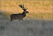 Abendlicht...  Rothirsch *Cervus elaphus*