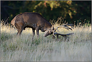 Geweih schlagen... Rothirsch *Cervus elaphus*