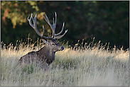 einen Moment Ruhe... Rothirsch *Cervus elaphus*