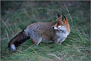 zur Dämmerung... Rotfuchs *Vulpes vulpes*