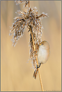 alles fest im Griff... Bartmeise *Panurus biarmicus*