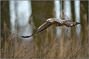 auf Beutesuche am Waldrand... Mäusebussard *Buteo buteo*