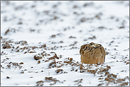 auf besseres Wetter hoffend... Feldhase *Lepus europaeus*