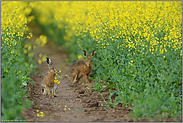 erneuerbare Energie... Feldhasen *Lepus europaeus*