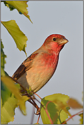 neugierige Blicke... Karmingimpel *Carpodacus erythrinus*