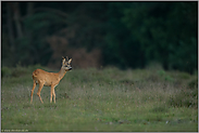 spätabends... Rehbock *Capreolus capreolus*