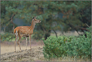 ängstliche Blicke... Rotkalb *Cervus elaphus*