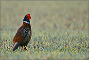 frühmorgens im Feld... Jagdfasan *Phasianus colchicus*