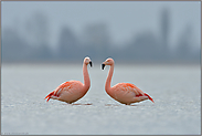 Paarbildung... Chileflamingo *Phoenicopterus chilensis*