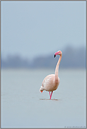 ausdrucksstark... Rosaflamingo *Phoenicopterus roseus*