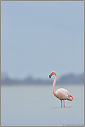 Karibische Farben... Rosaflamingo *Phoenicopterus roseus*