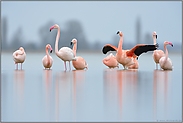 spiegelglatt... Flamingos *Phoenicopterus spec.*