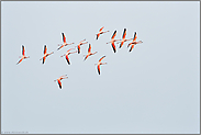 eindrehend... Chileflamingos *Phoenicopterus chilensis*