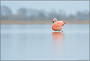 Prachtgefieder... Chileflamingo  *Phoenicopterus chilensis*