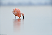 bei der Nahrungsaufnahme... Chileflamingo *Phoenicopterus chilensis*