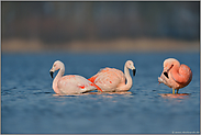 Familienverbund... Chileflamingo *Phoenicopterus chilensis *