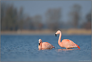 rastend... Chileflamingo *Phoenicopterus chilensis *