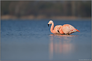 Paarbindung... Chileflamingo *Phoenicopterus chilensis *