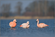 Kleingruppe... Chileflamingo *Phoenicopterus chilensis *