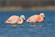 Generationen... Chileflamingo *Phoenicopterus chilensis*