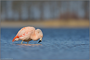 Jungvogel auf Nahrungssuche... Chileflamingo *Phoenicopterus chilensis*