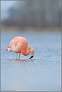 Blick ins Wasser... Chileflamingo *Phoenicopterus chilensis*