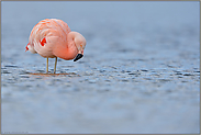 im Prachtkleid... Chileflamingo *Phoenicopterus chilensis*